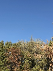 Hirundo rustica