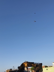 Hirundo rustica