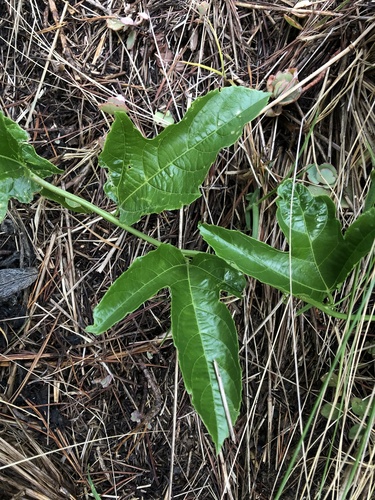 Passiflora edulis image