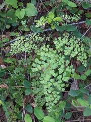 Adiantum shastense