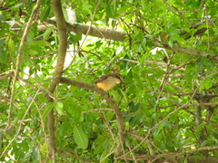 Pyrocephalus rubinus piurae