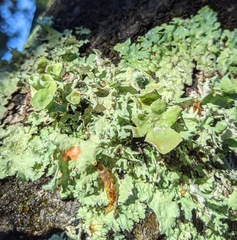 Punctelia hypoleucites