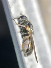 Myolepta