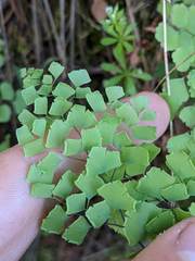 Adiantum shastense