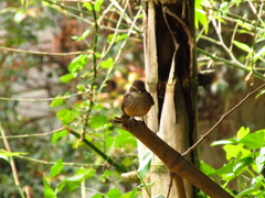 Pyrocephalus rubinus piurae