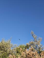 Hirundo rustica
