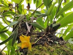 Lycaste