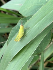 Abracris flavolineata