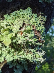 Punctelia hypoleucites