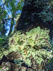 Punctelia hypoleucites