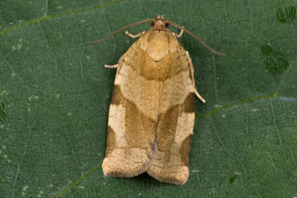 Great Tortrix, photo 1 of 10