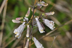 Penstemon tenuiflorus