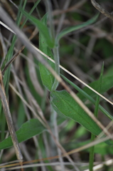 Penstemon tenuiflorus