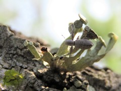 Pandeleteius nodifer