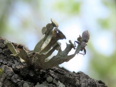 Pandeleteius nodifer