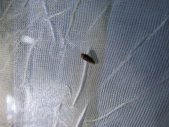 Homalodisca vitripennis