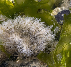 Desmarestia aculeata