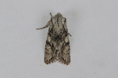 Egira simplex