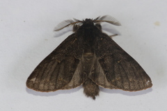 Gluphisia severa