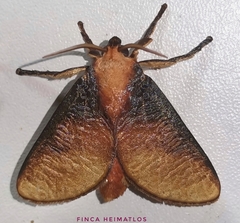 Ulamia sericea