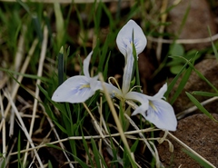 Iris vartanii