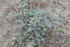 Astragalus speirocarpus