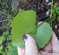 Vitis berlandieri