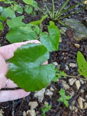 Vitis berlandieri