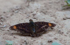 Doxocopa