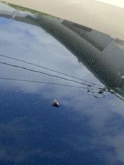 Diptera