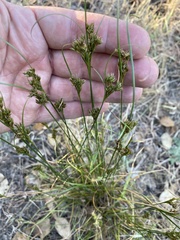 Juncus occidentalis