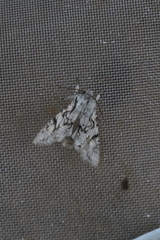 Egira simplex