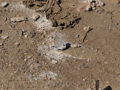 Leptotes marina