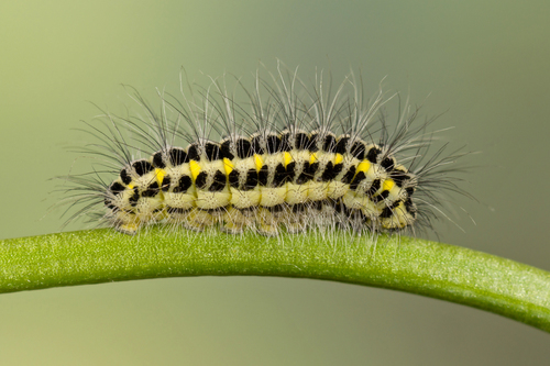 Paprastasis marguolis nuotrauka