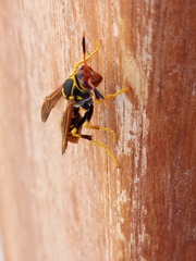 Polistes weyrauchorum