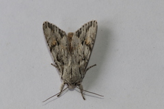 Egira crucialis