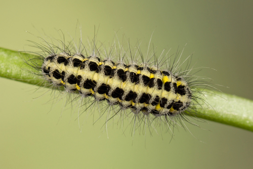 Paprastasis marguolis nuotrauka