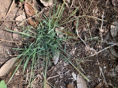 Chloris andropogonoides