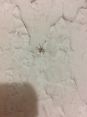Araneae