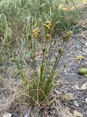 Juncus occidentalis