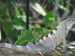 Ctenosaura similis