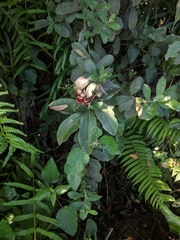 Costus arabicus