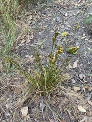 Juncus occidentalis