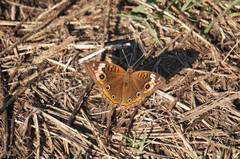 Junonia neildi varia