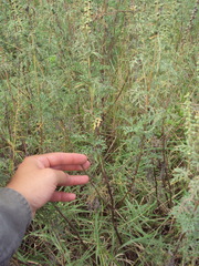 Ambrosia tenuifolia