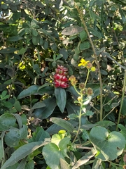 Costus arabicus