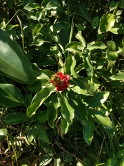 Costus arabicus
