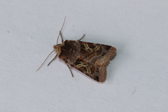 Cerastis enigmatica