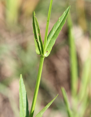Physostegia pulchella