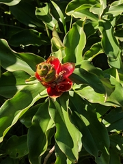 Costus arabicus